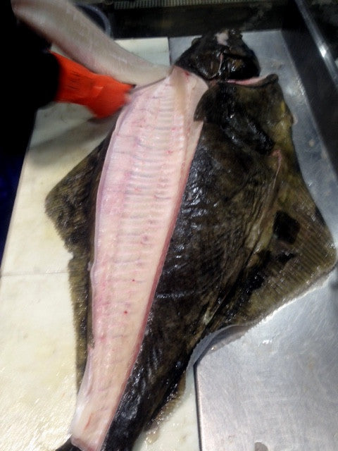 Yummy Halibut, Salmon Coming