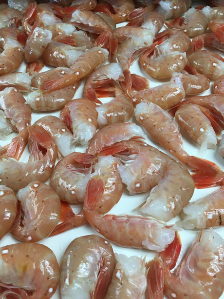 Spot Shrimp, PRE-ORDER